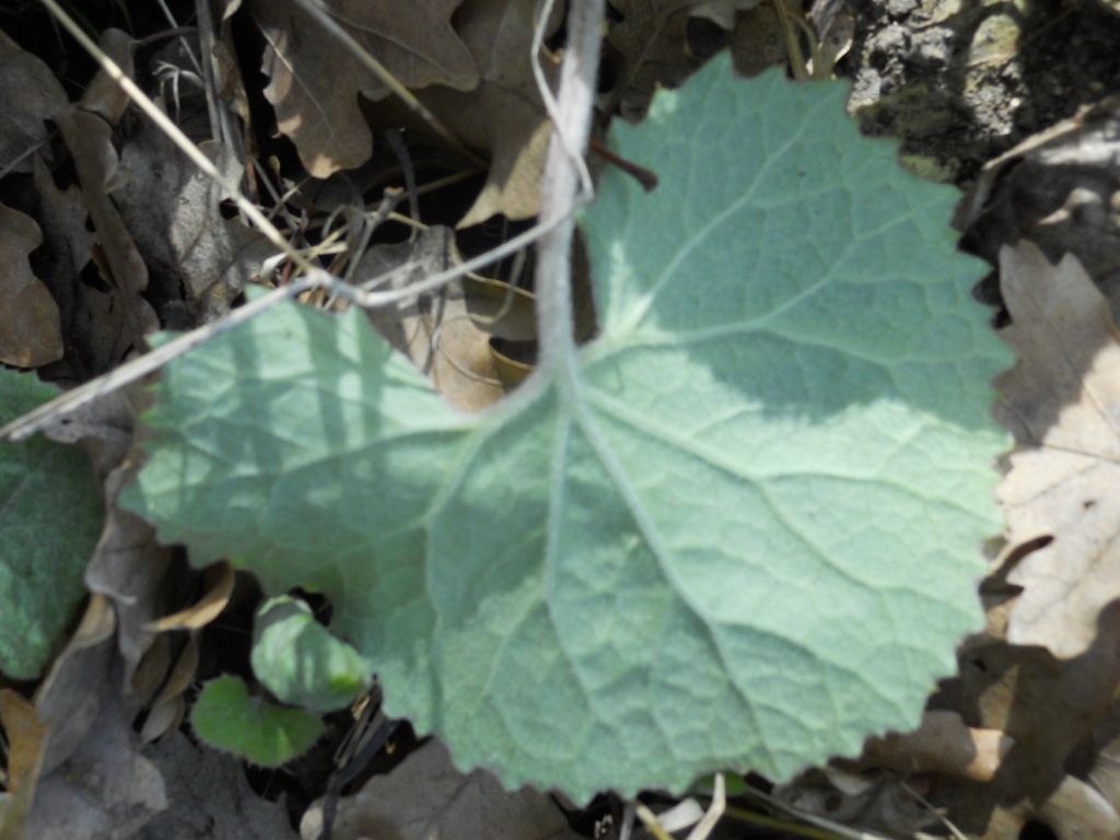 Petasites pyrenaicus (=P.fragrans) / Farfaraccio vaniglione